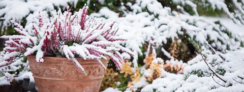 Havekrukker vinter