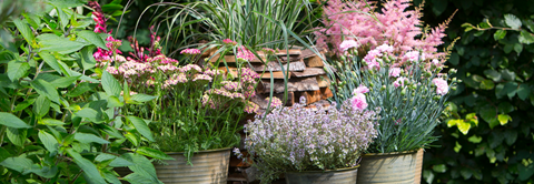 Plantorama | Sensommerens stauder til havekrukken