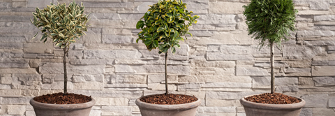 Plantorama | Hårdføre planter til efterårskrukken