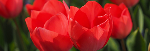 Få gode råd til pasning og plantning af tulipaner hos Plantorama
