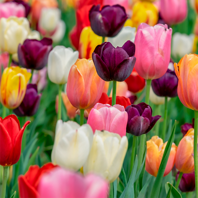 Få gode råd til pasning og plantning af tulipaner hos Plantorama