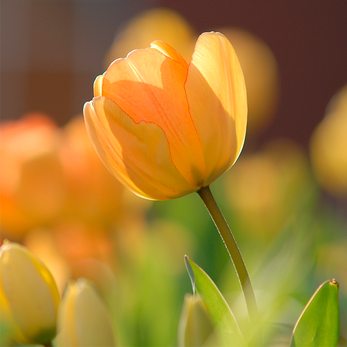 Få gode råd til pasning og plantning af tulipaner hos Plantorama