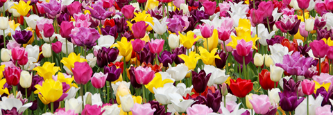 Plantorama | Tulipanernes karakteristika