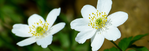 Plantorama | Udplantning og pasning af anemoner