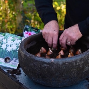 Få gode råd til udplantning af blomsterløg hos Plantorama