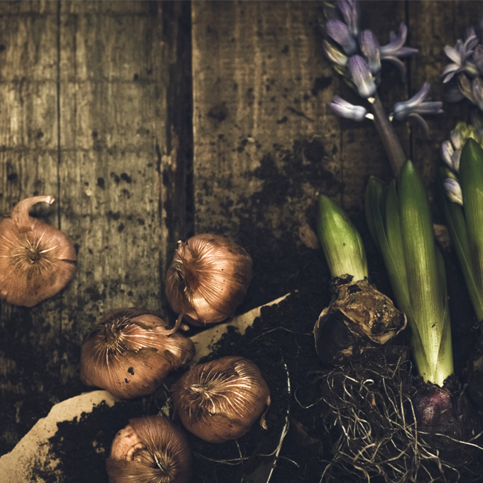 Få gode råd til udplantning af blomsterløg hos Plantorama