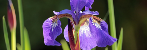 Få gode råd til pasning og plantning af iris hos Plantorama
