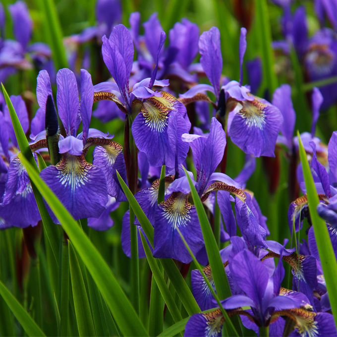 Få gode råd til pasning og plantning af iris hos Plantorama