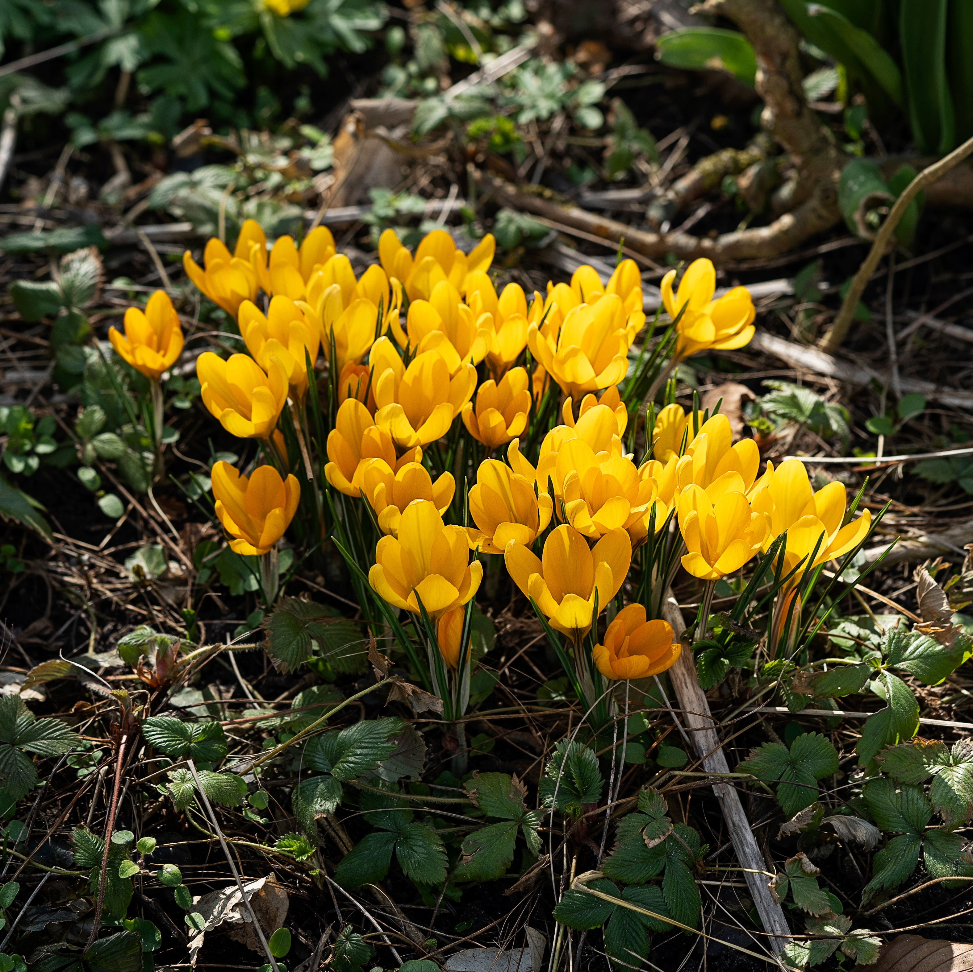 Krokus