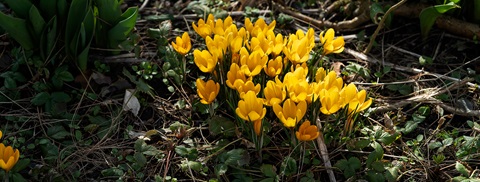 Krokus