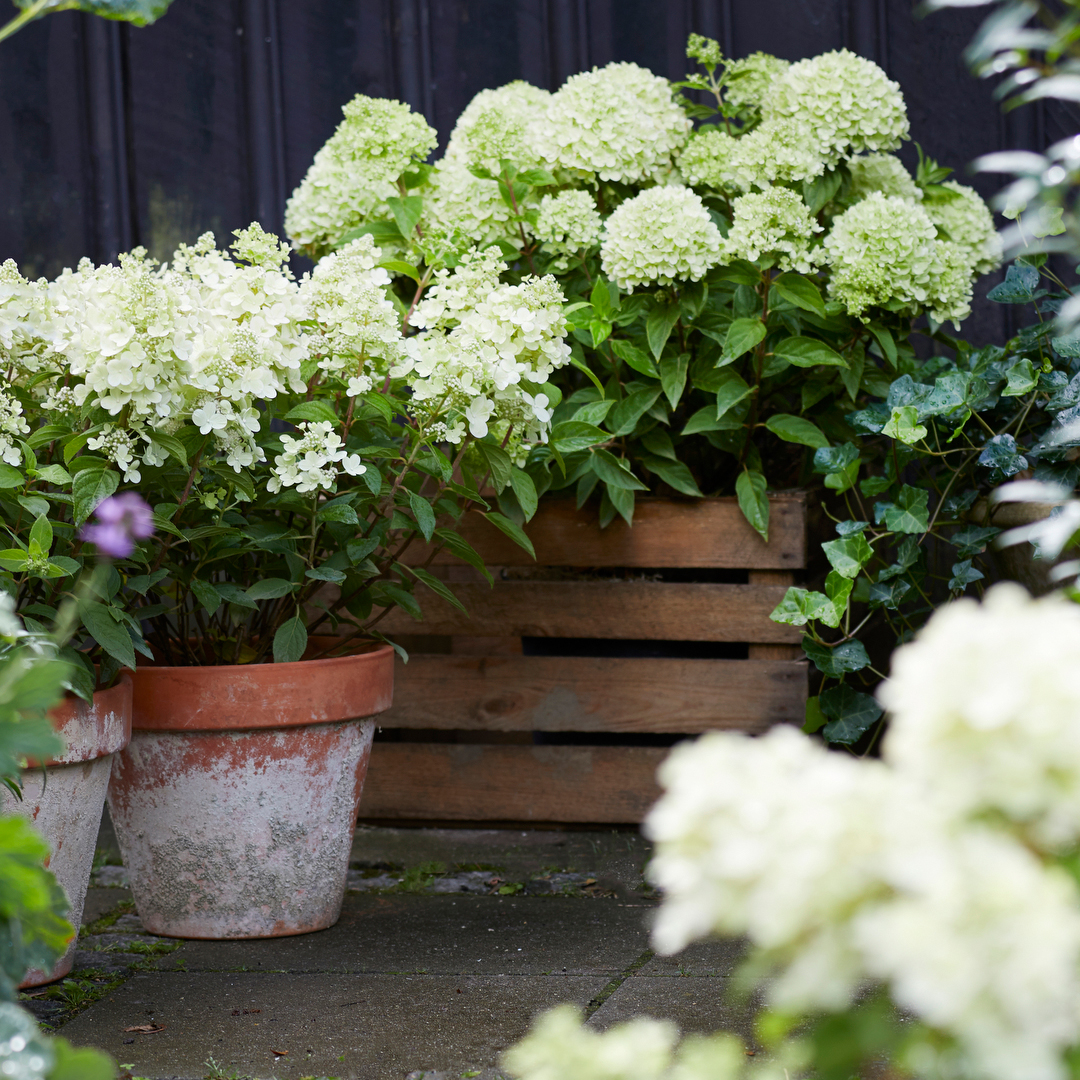 Krukkehortensia