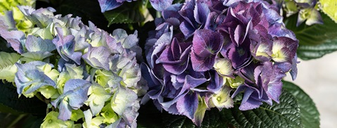 Krukkehortensia