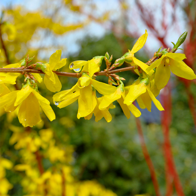 Forsythia