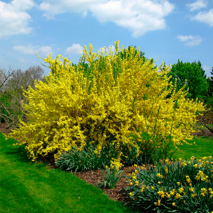 Forsythia