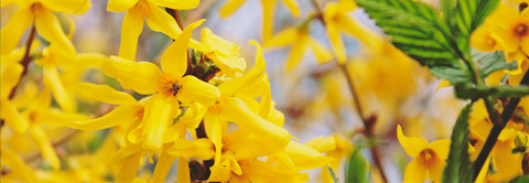 Forsythia