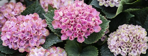 Sådan planter og passer du hortensia - Plantorama
