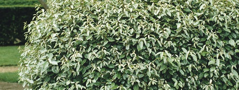 Udplantning og pasning af sølvblad (strandoliven) - Tips fra Plantoramas gartner