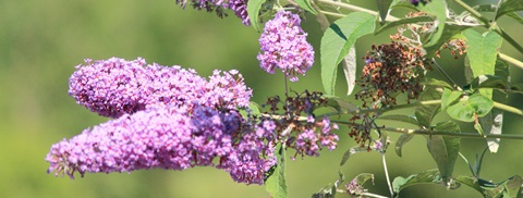 Sommerfuglebusk