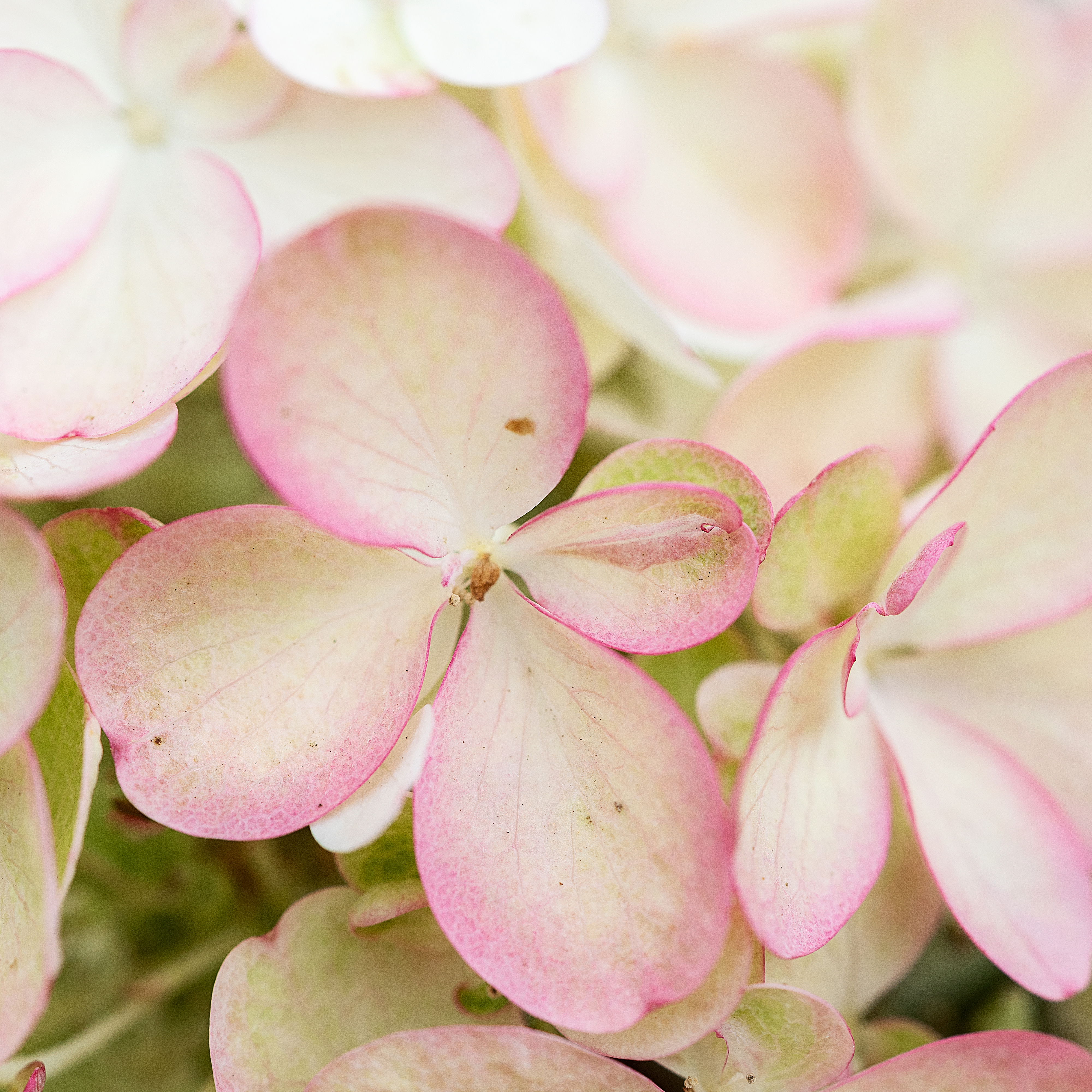 Syrenhortensia