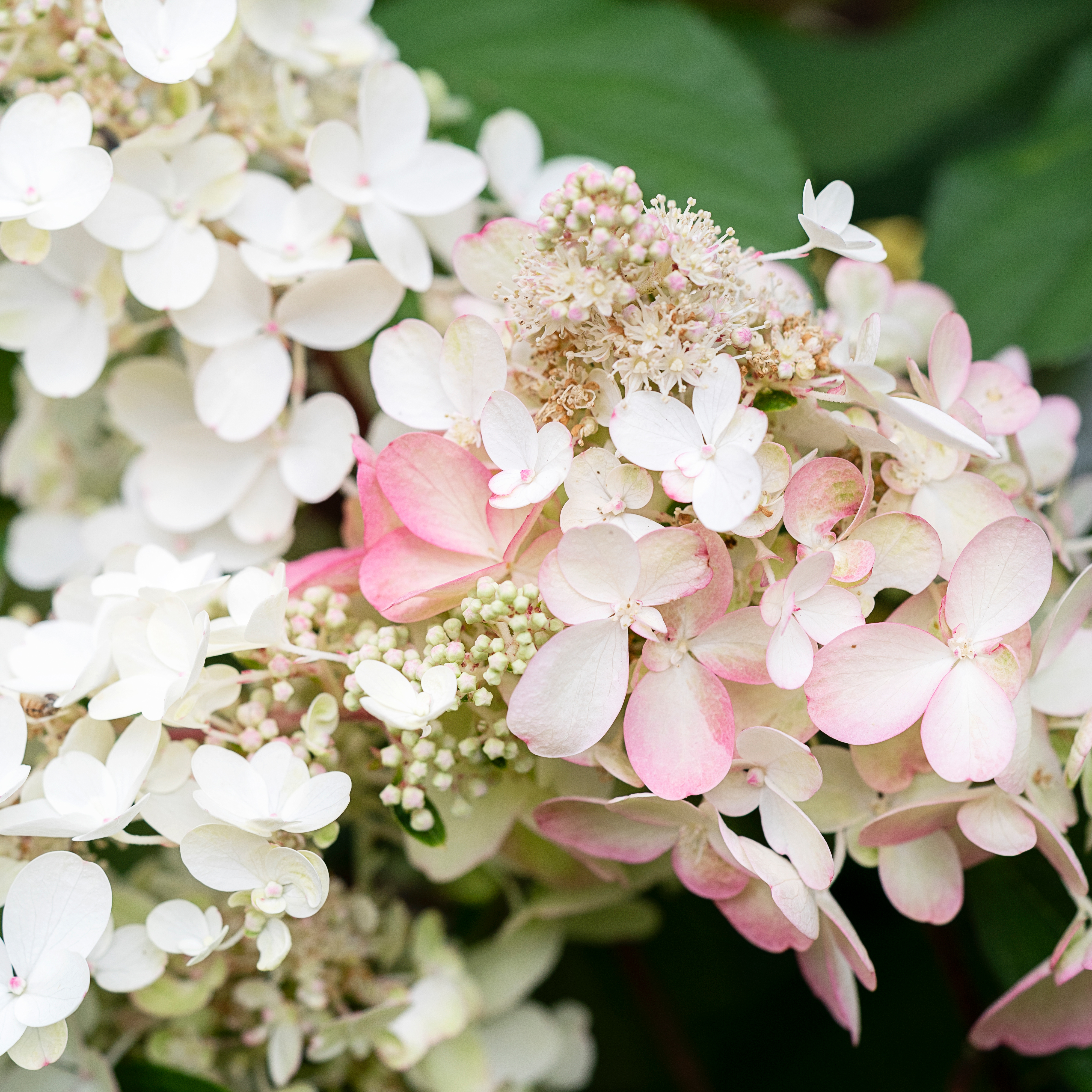 Syrenhortensia