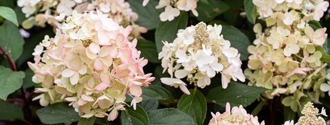 Syrenhortensia