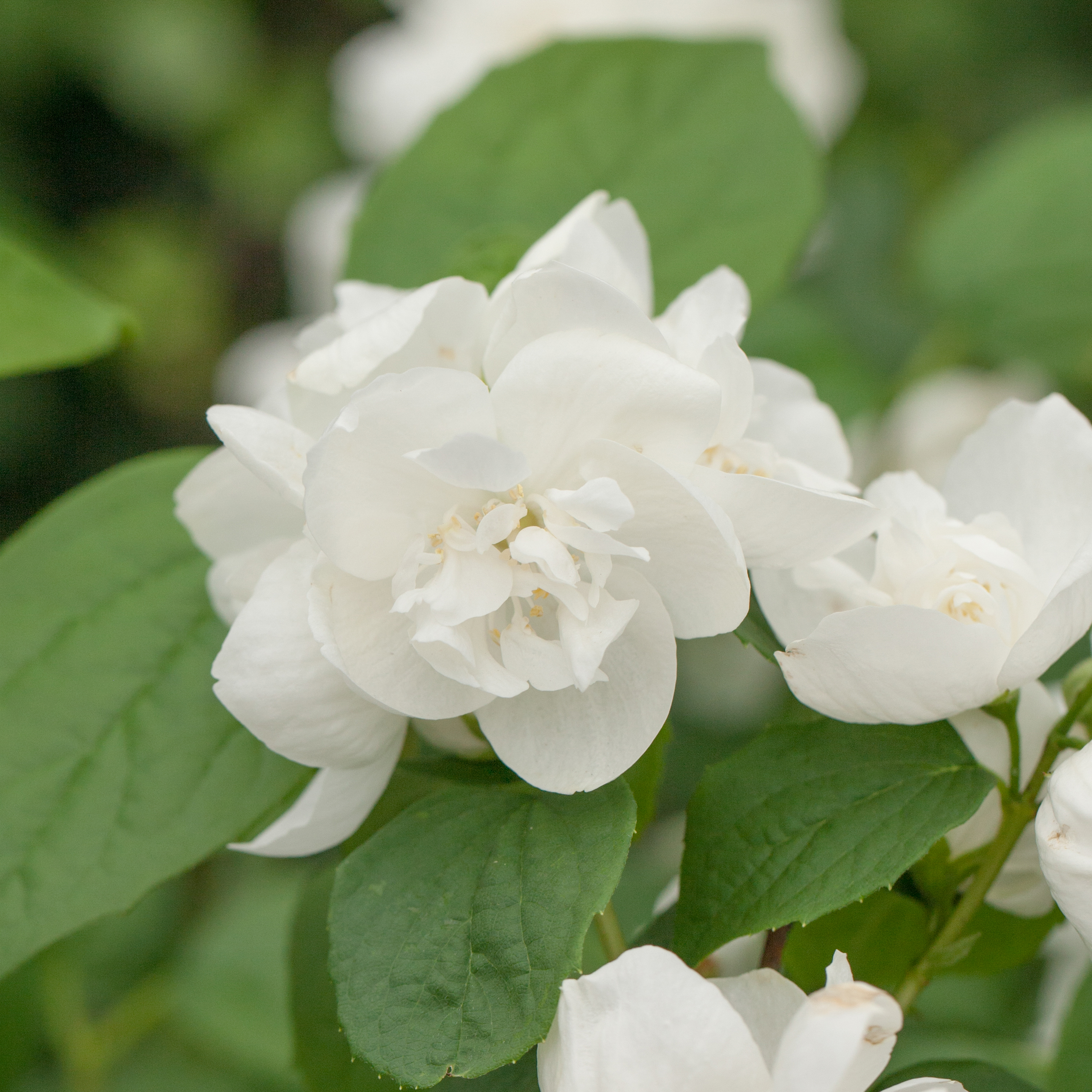 Uægte jasmin