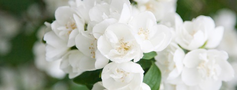 Uægte jasmin