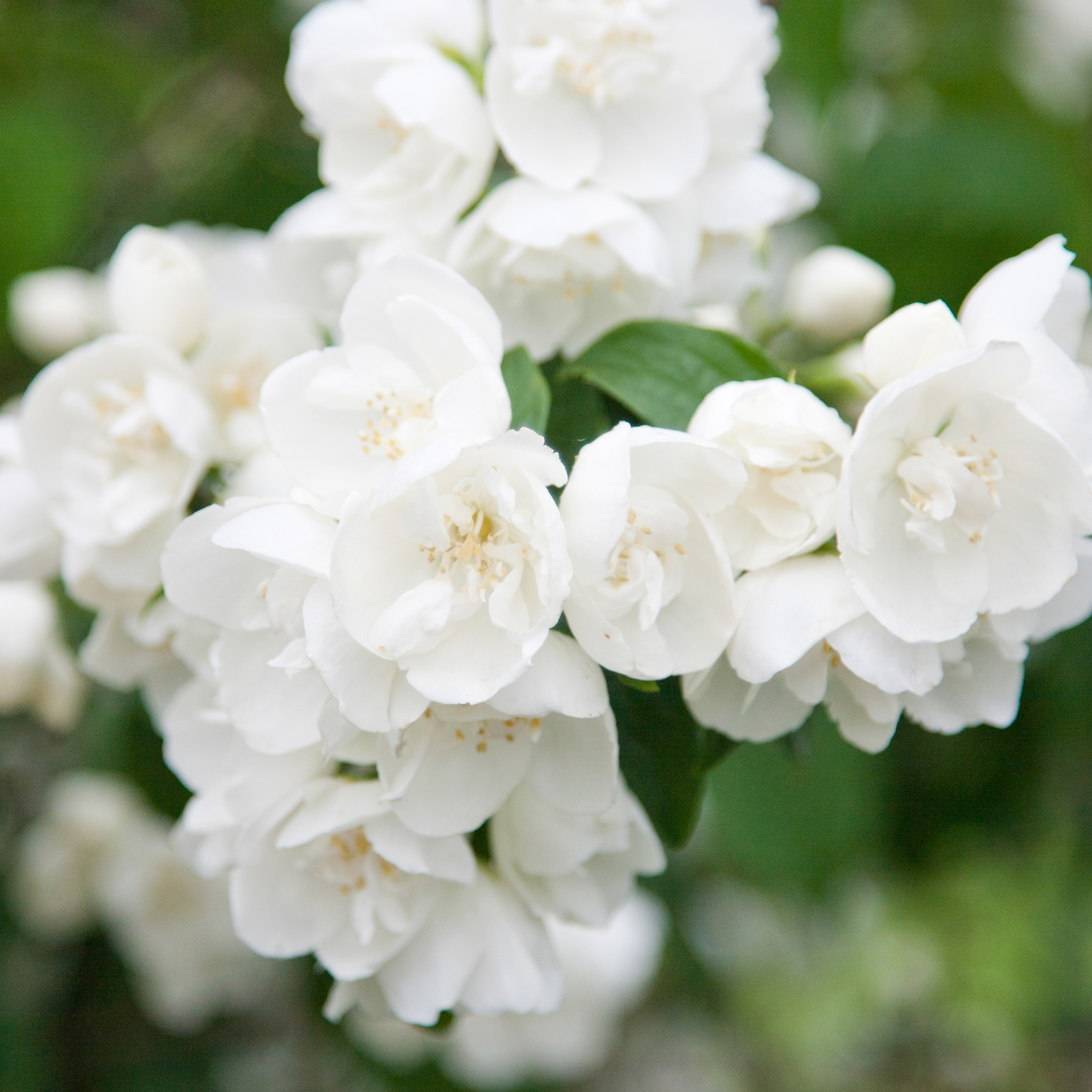 Uægte jasmin