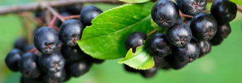 Sådan planter og passer du Aronia (surbær) - Plantorama