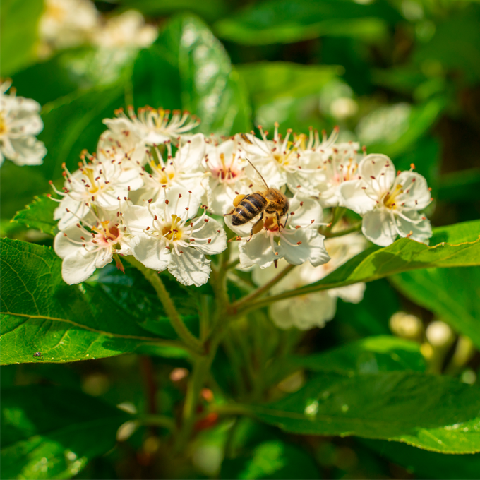 Sådan planter og passer du Aronia (surbær) - Plantorama