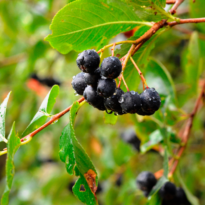 Sådan planter og passer du Aronia (surbær) - Plantorama