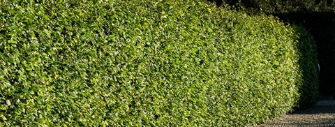 Udplantning og pasning af bøg - Få guiden hos Plantorama