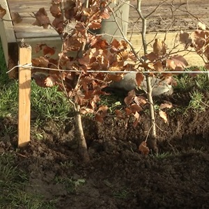 Udplantning og pasning af bøg - Få guiden hos Plantorama