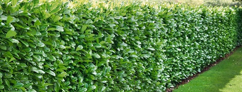 Udplantning og pasning af laurbærkirsebær - Plantorama