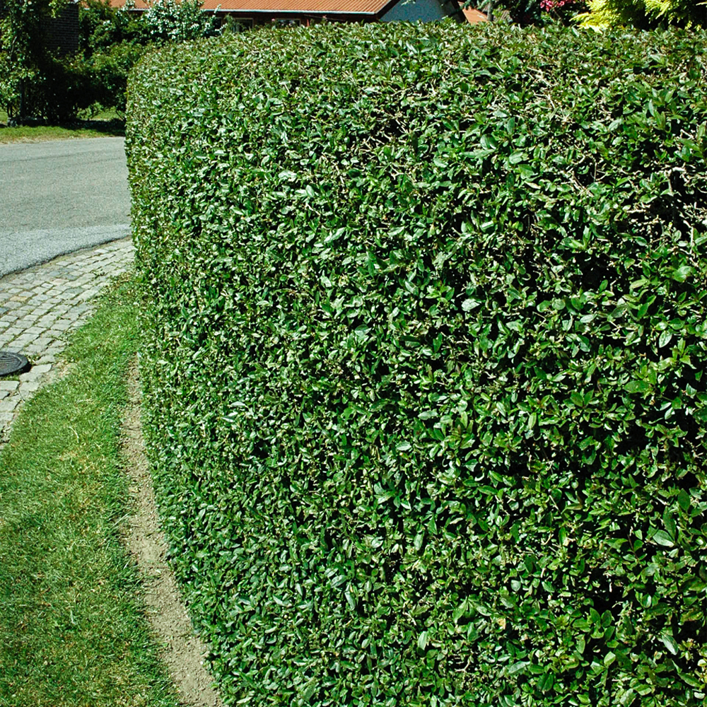 Udplantning og pasning af liguster - Plantorama