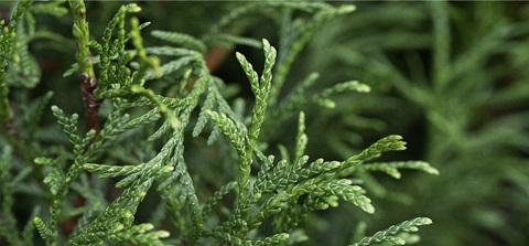 thuja