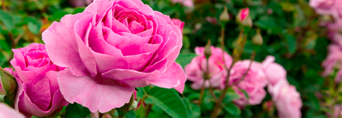 10 grunde til at plante roser - Plantorama