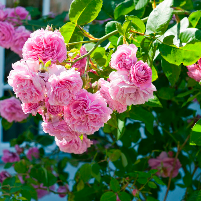 10 grunde til at plante roser - Plantorama
