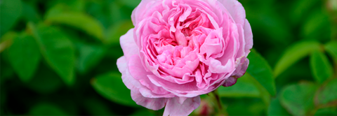 14 historiske roser - Plantorama