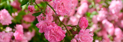 Guide til opdeling af roser - Plantorama