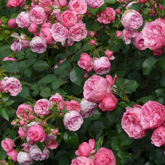 Guide til opdeling af roser - Plantorama