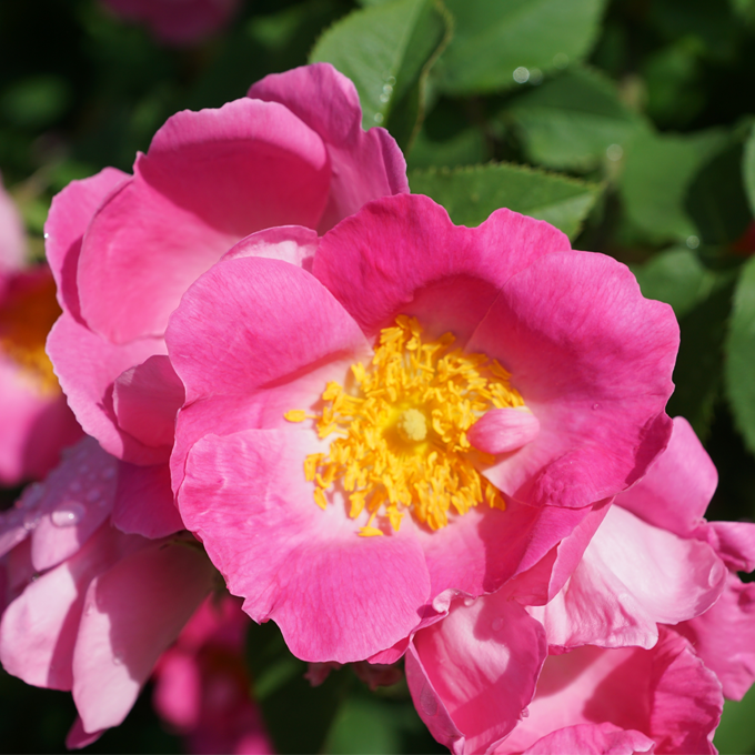Guide til opdeling af roser - Plantorama