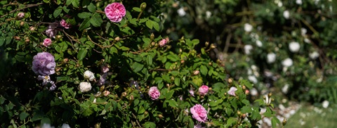 Plantorama | Udplantning og pasning af roser