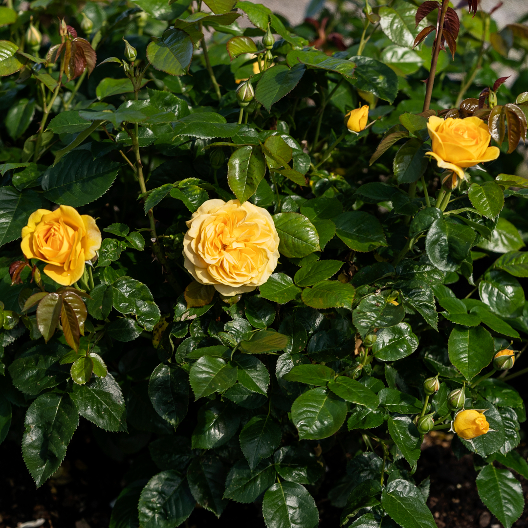 Plantorama | Udplantning og pasning af roser