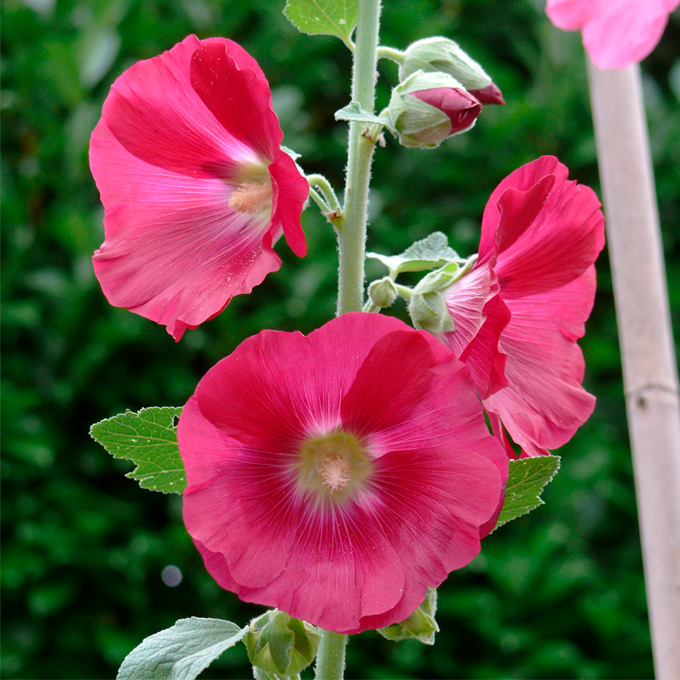 Udplantning og pasning af stokroser - Plantorama