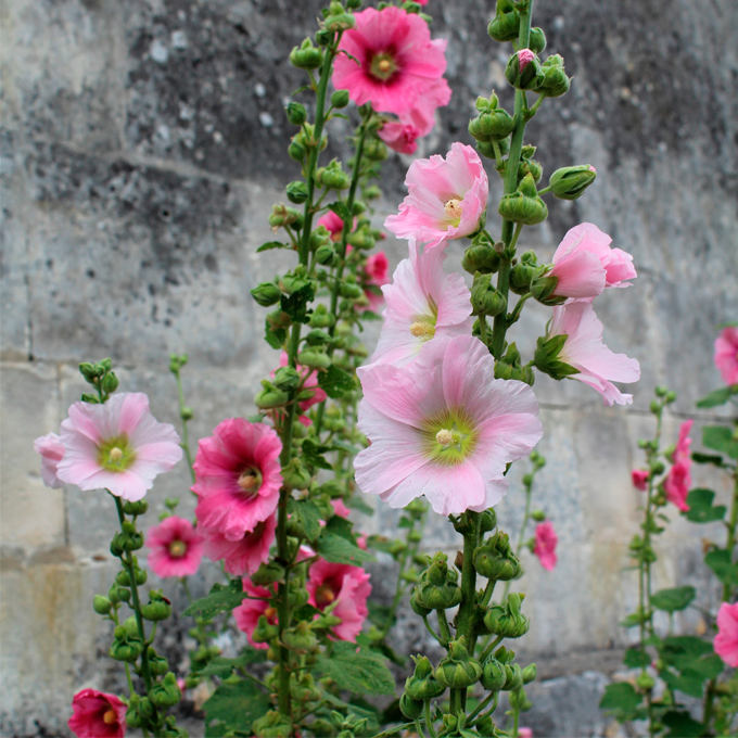 Udplantning og pasning af stokroser - Plantorama