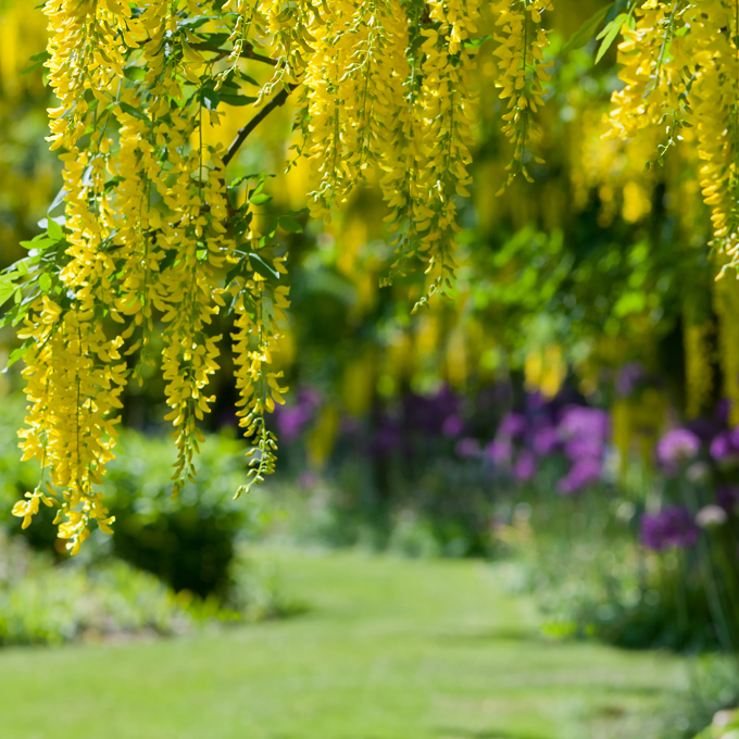 Udplantning og pasning af guldregn - Plantorama