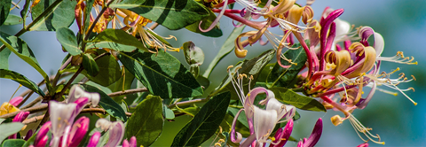 Udplantning og pasning af kaprifolie - Plantorama