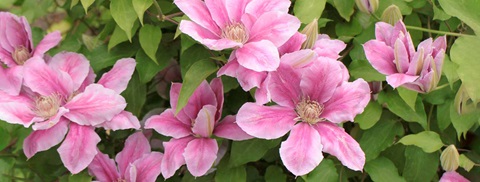 Klematis