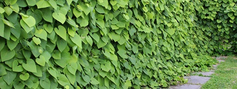 Tobakspibeplante